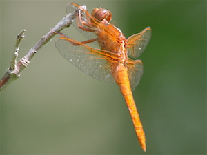 Neon Skimmer - Erythemis vesiculosa